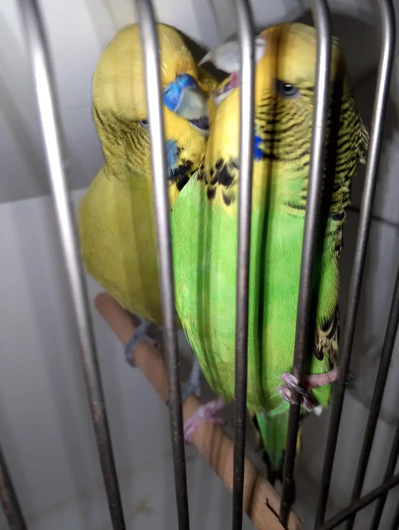 MAASHAALLAH  EXIBITION BUDGIE BREEDER PAIR LOOKING FOR NEW HOME — photo 5