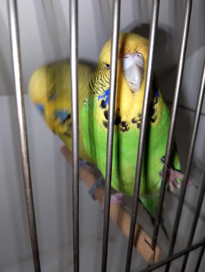 MAASHAALLAH  EXIBITION BUDGIE BREEDER PAIR LOOKING FOR NEW HOME — photo 6