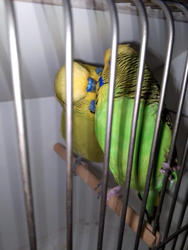 MAASHAALLAH  EXIBITION BUDGIE BREEDER PAIR LOOKING FOR NEW HOME — photo 7