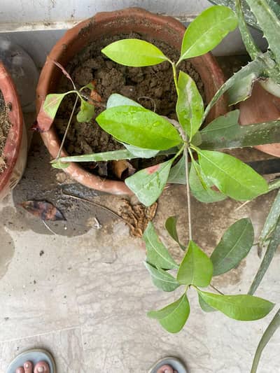 jamun plant