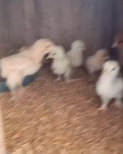 bantem Chicks