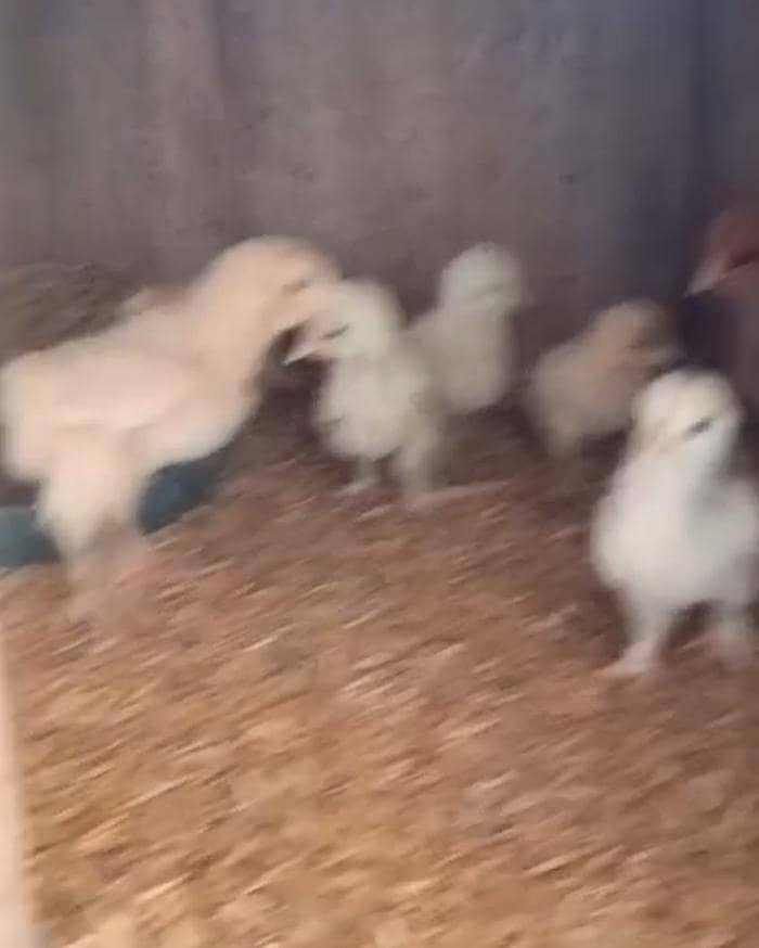 bantem Chicks 0