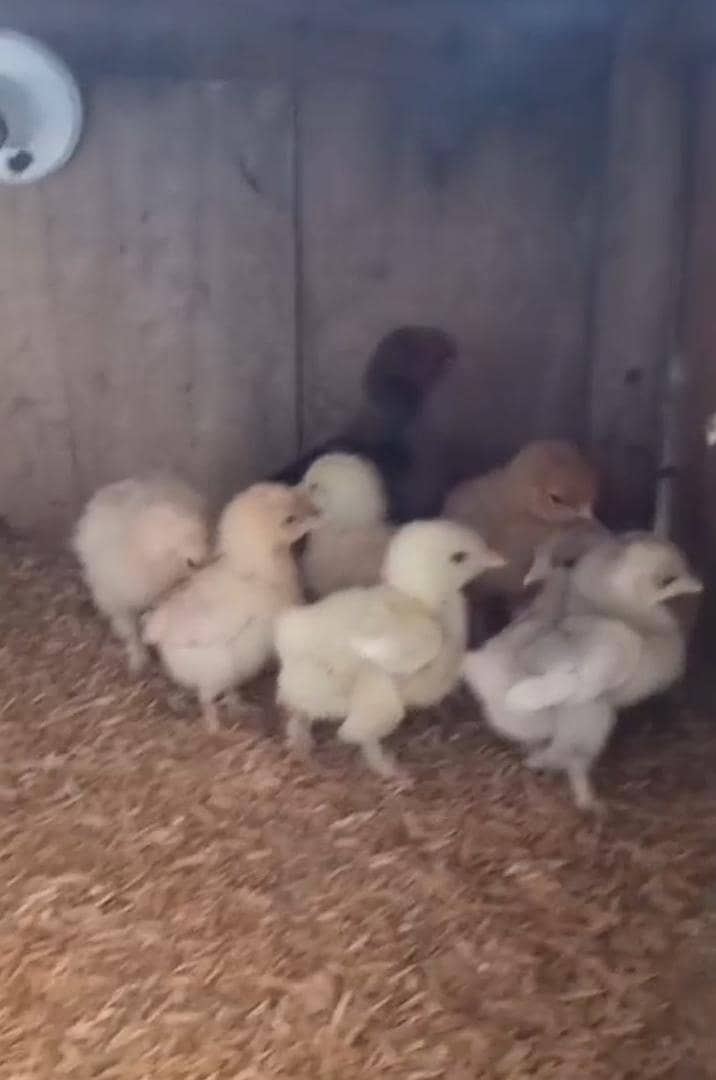 bantem Chicks 1