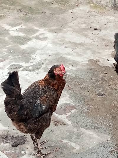 golden misri hens
