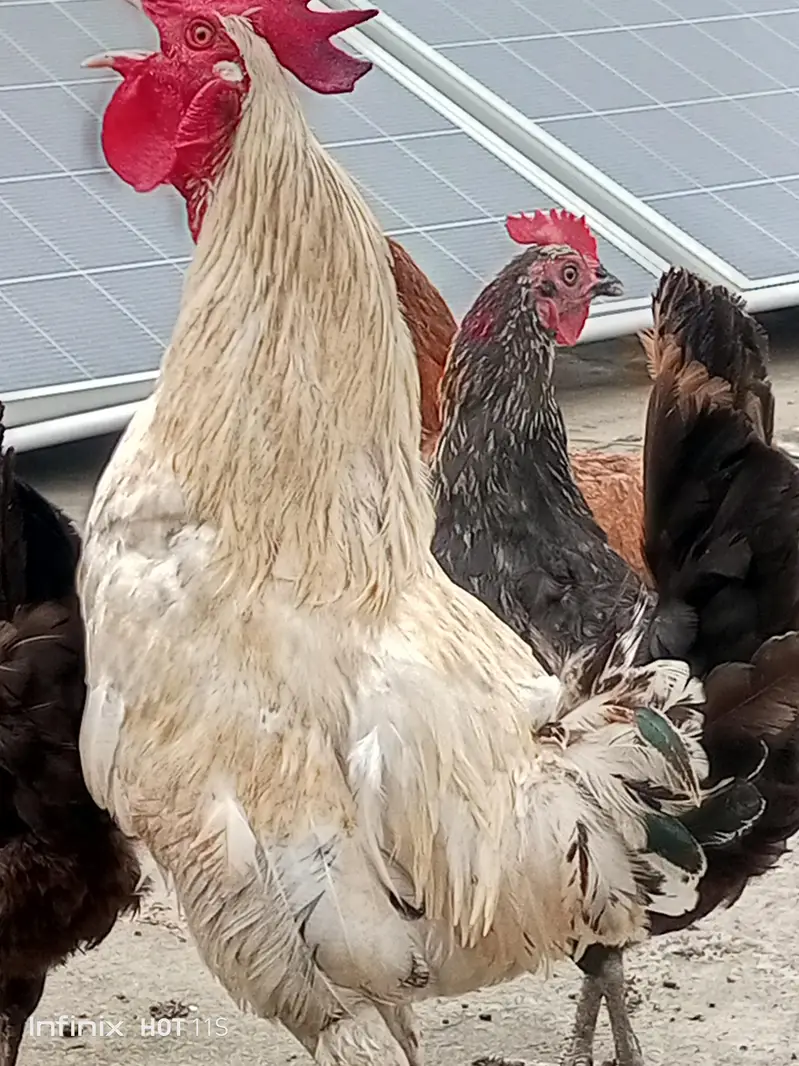 golden misri hens — photo 2