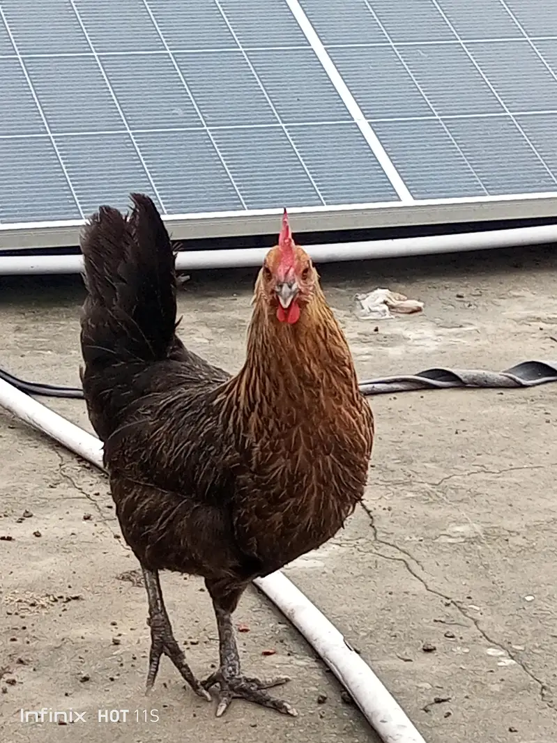 golden misri hens — photo 3