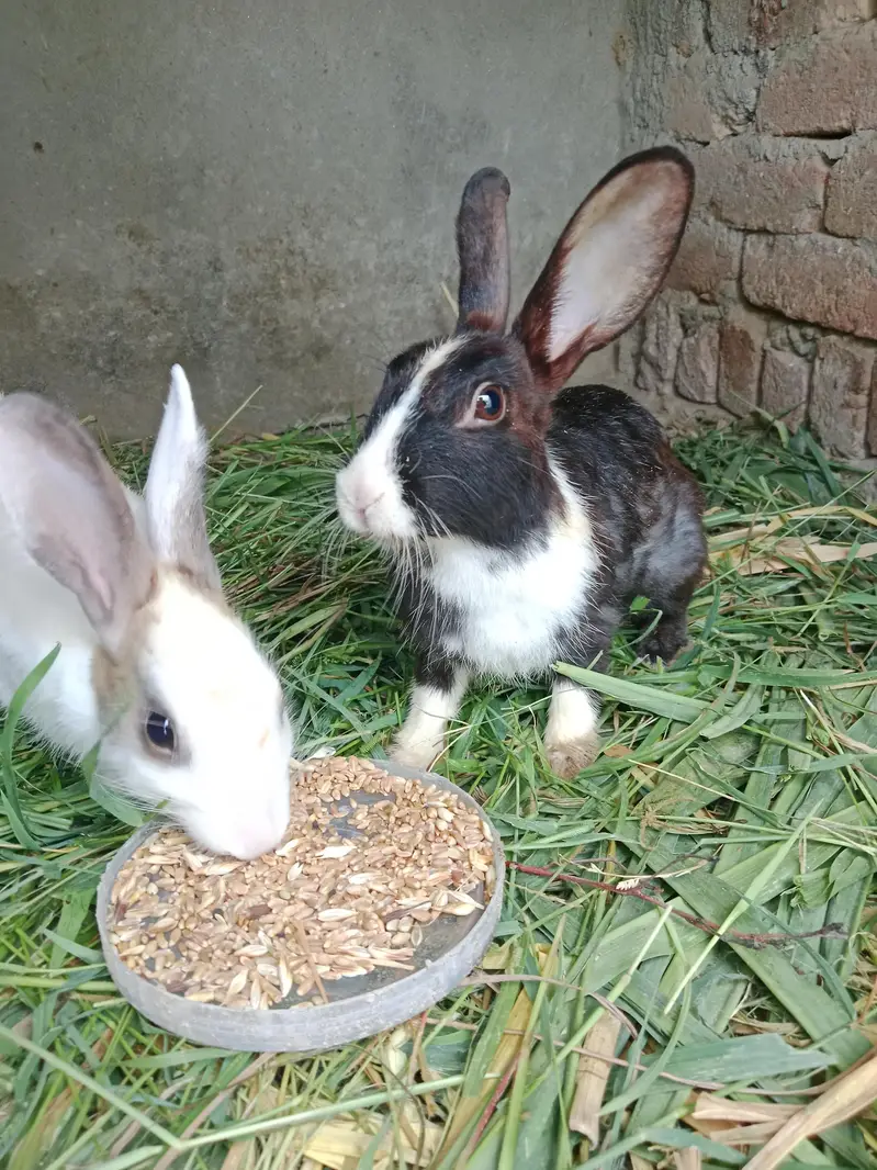 cute baby and big rabbit