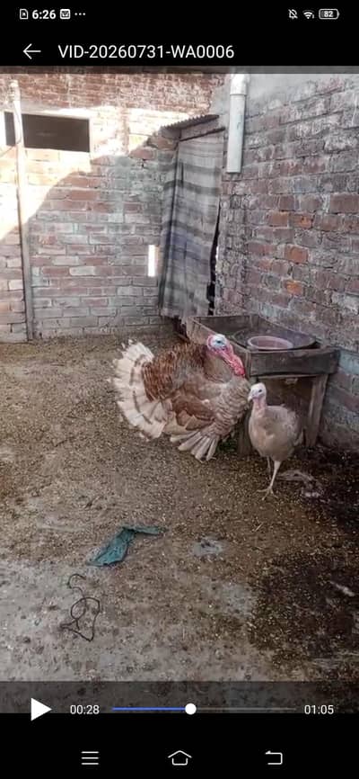 Turkey Full Heat Pair
