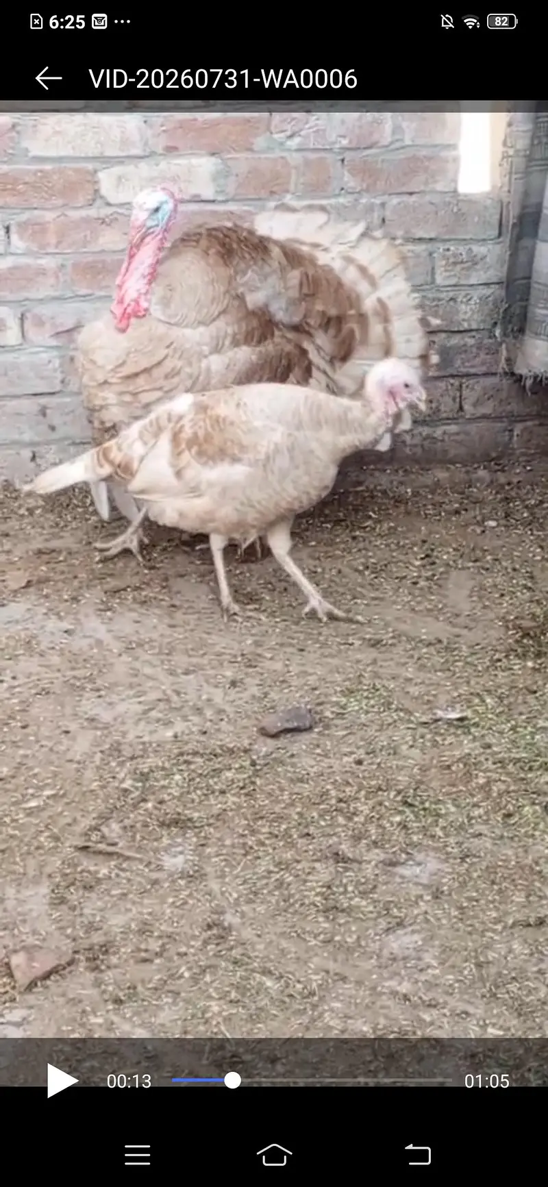 Turkey Full Heat Pair — photo 2