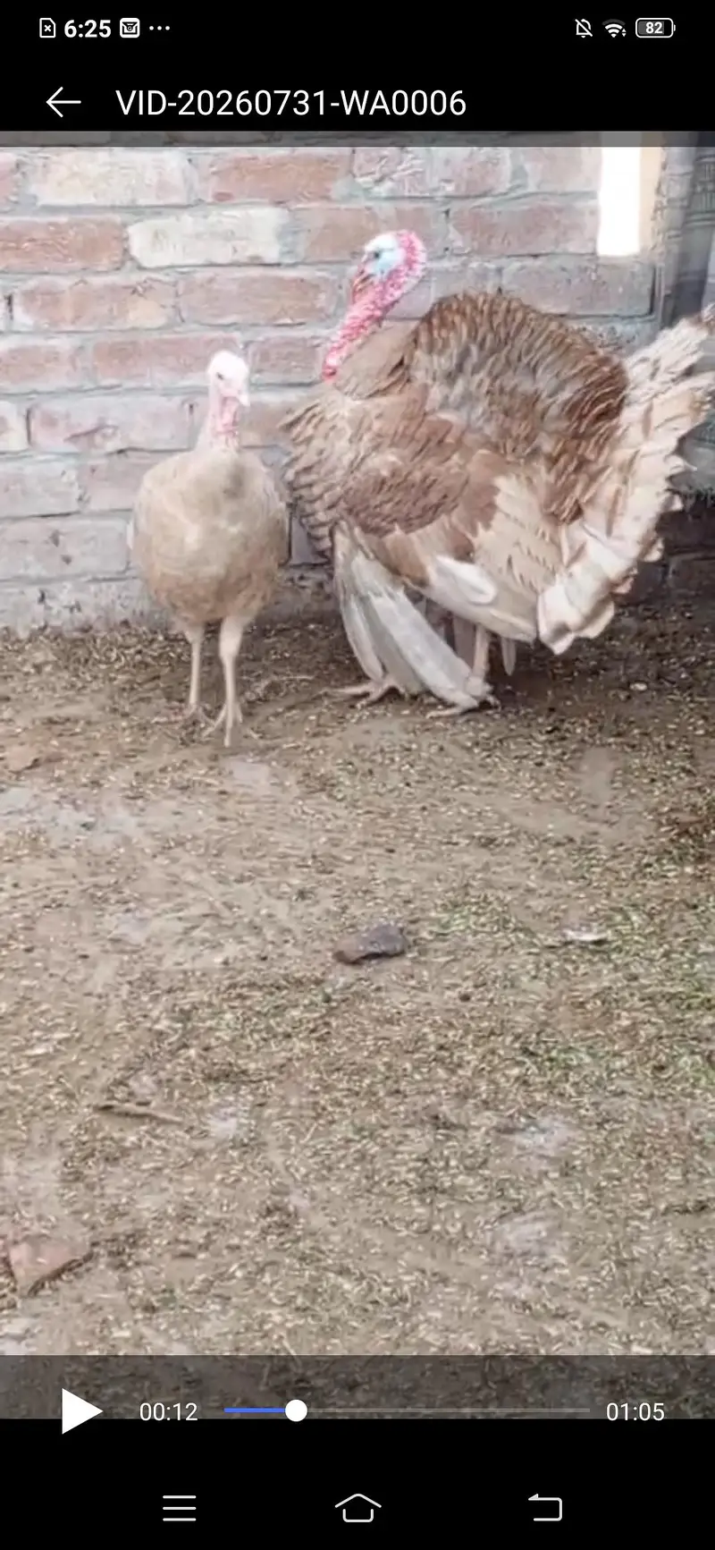 Turkey Full Heat Pair — photo 3