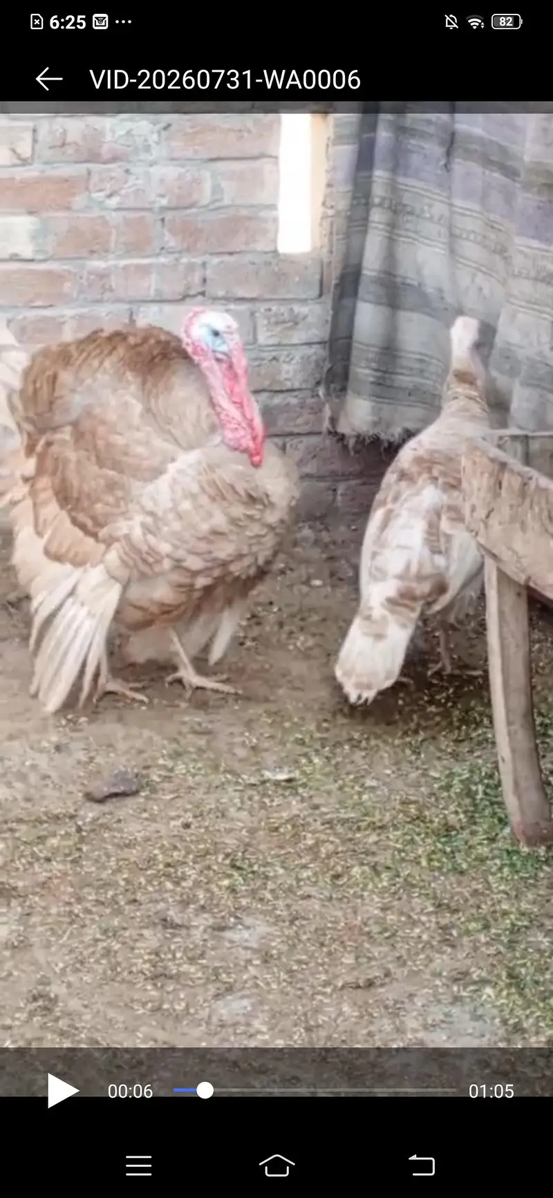 Turkey Full Heat Pair — photo 4