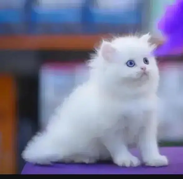 Persian cat for sale 2 month age available — photo 2