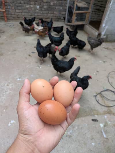 Desi hens (03444608899)