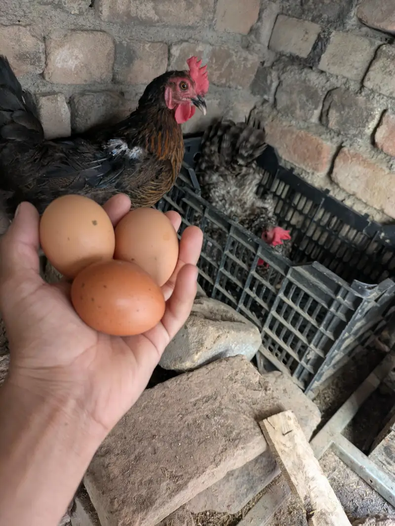 Desi hens (03444608899) — photo 2
