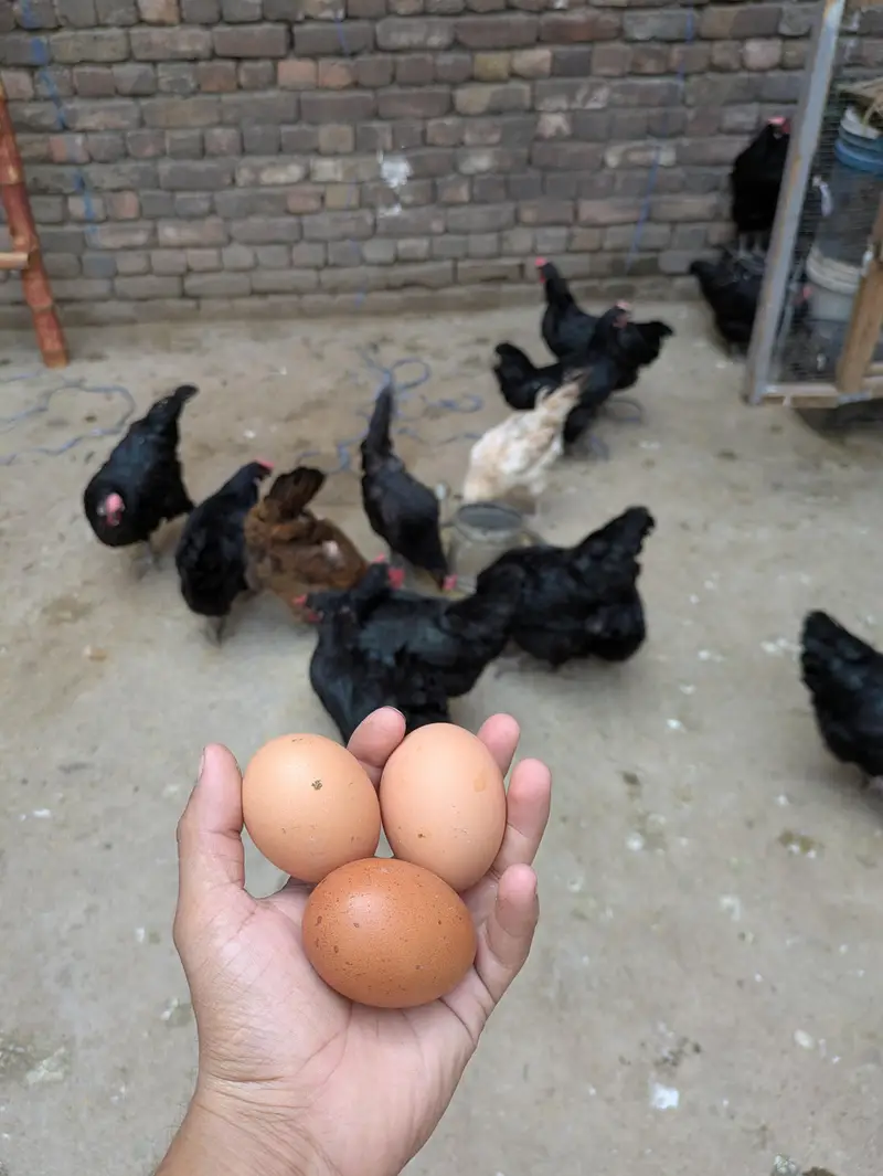 Desi hens (03444608899) — photo 3