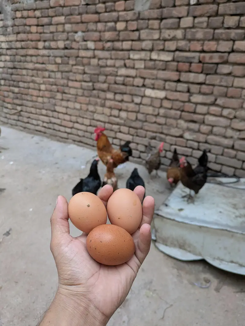Desi hens (03444608899) — photo 4