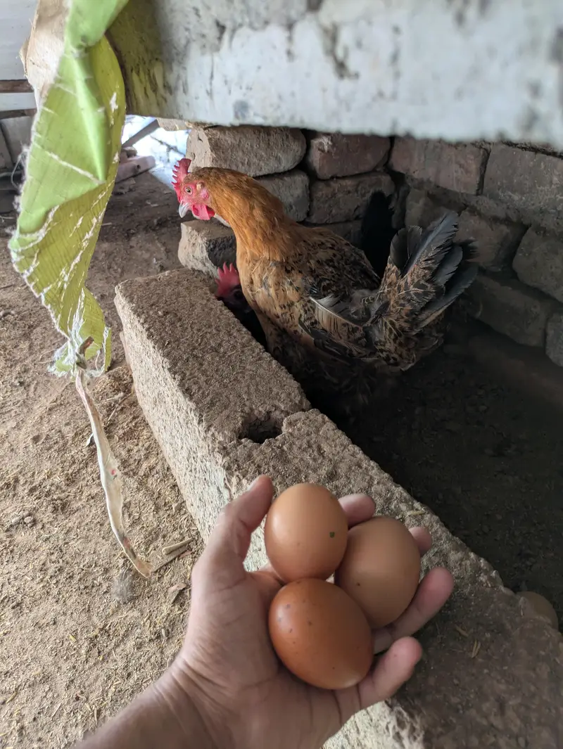 Desi hens (03444608899) — photo 5