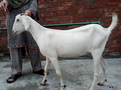 2teedi bakri for sale