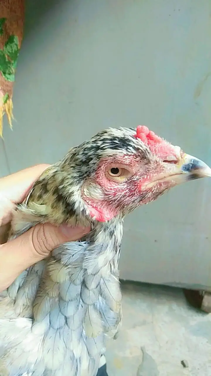 Aseel hen for sell — photo 2