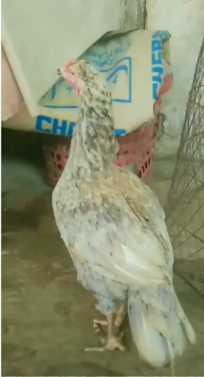 Aseel hen for sell — photo 3