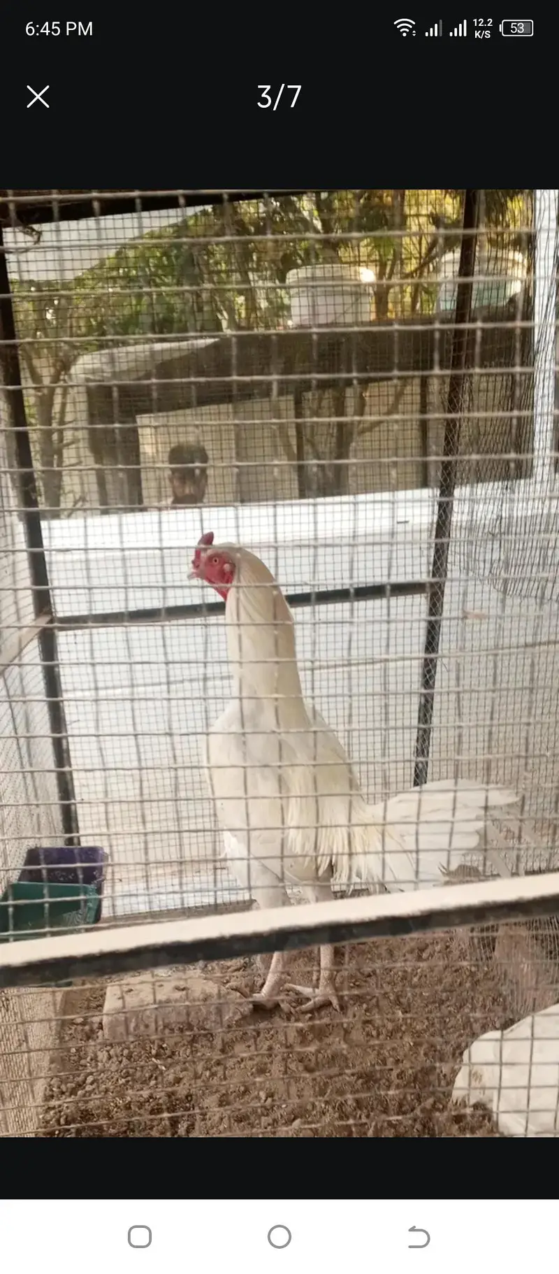 parrot beak Turkish cross or white dragon ice blue — photo 12