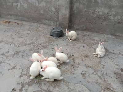 8 red eye Rabbits for sale