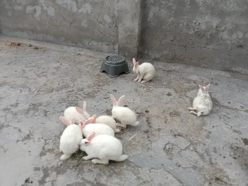 8 red eye Rabbits for sale