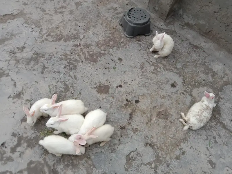 8 red eye Rabbits for sale — photo 2
