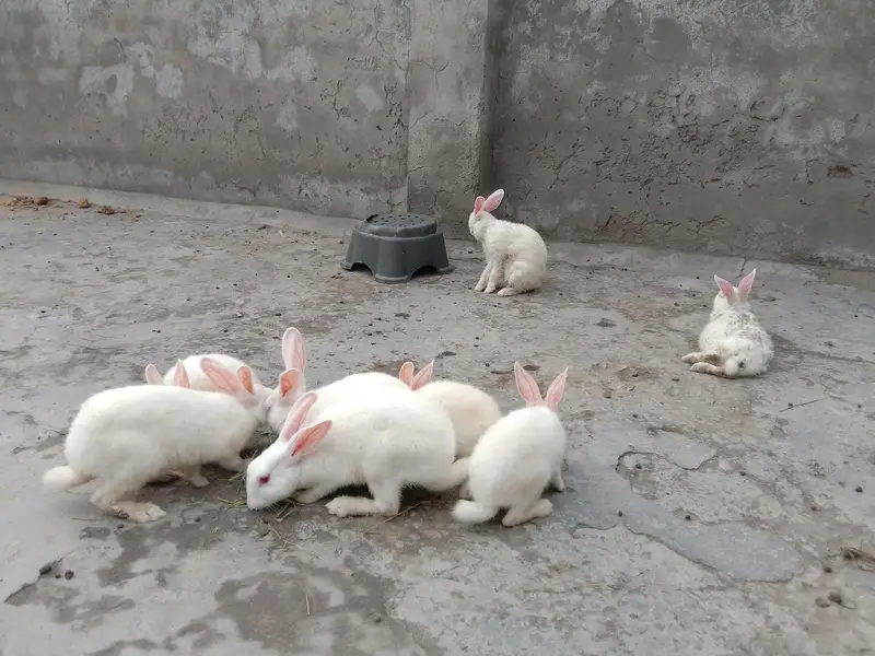 8 red eye Rabbits for sale — photo 3