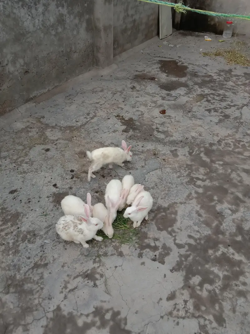 8 red eye Rabbits for sale — photo 4