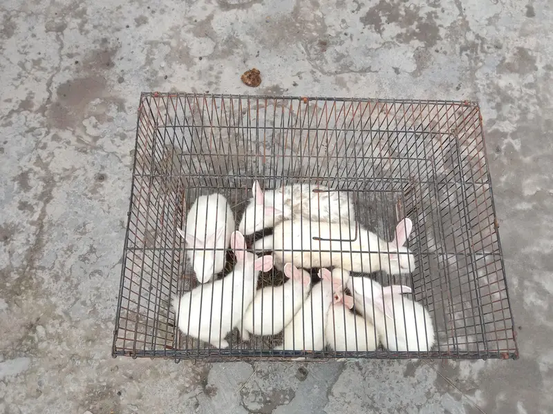 8 red eye Rabbits for sale — photo 5