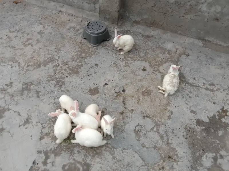 8 red eye Rabbits for sale — photo 6