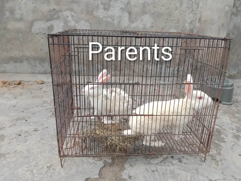 8 red eye Rabbits for sale — photo 7