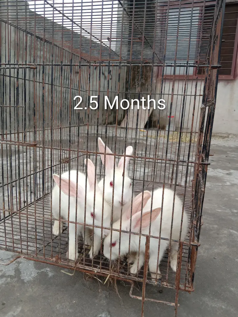 8 red eye Rabbits for sale — photo 8