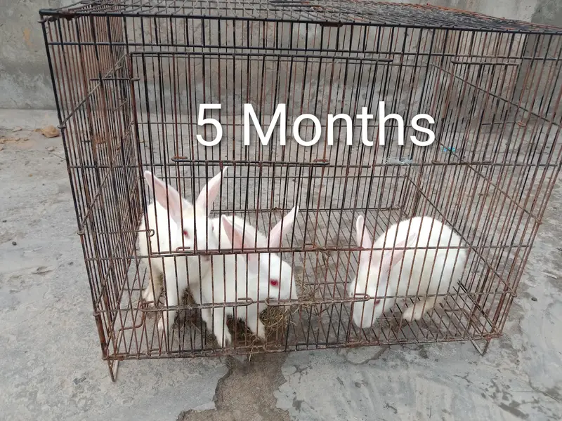 8 red eye Rabbits for sale — photo 9