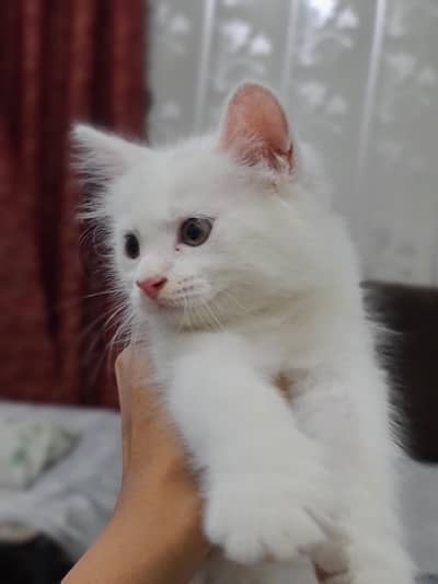 2 month cute kitten