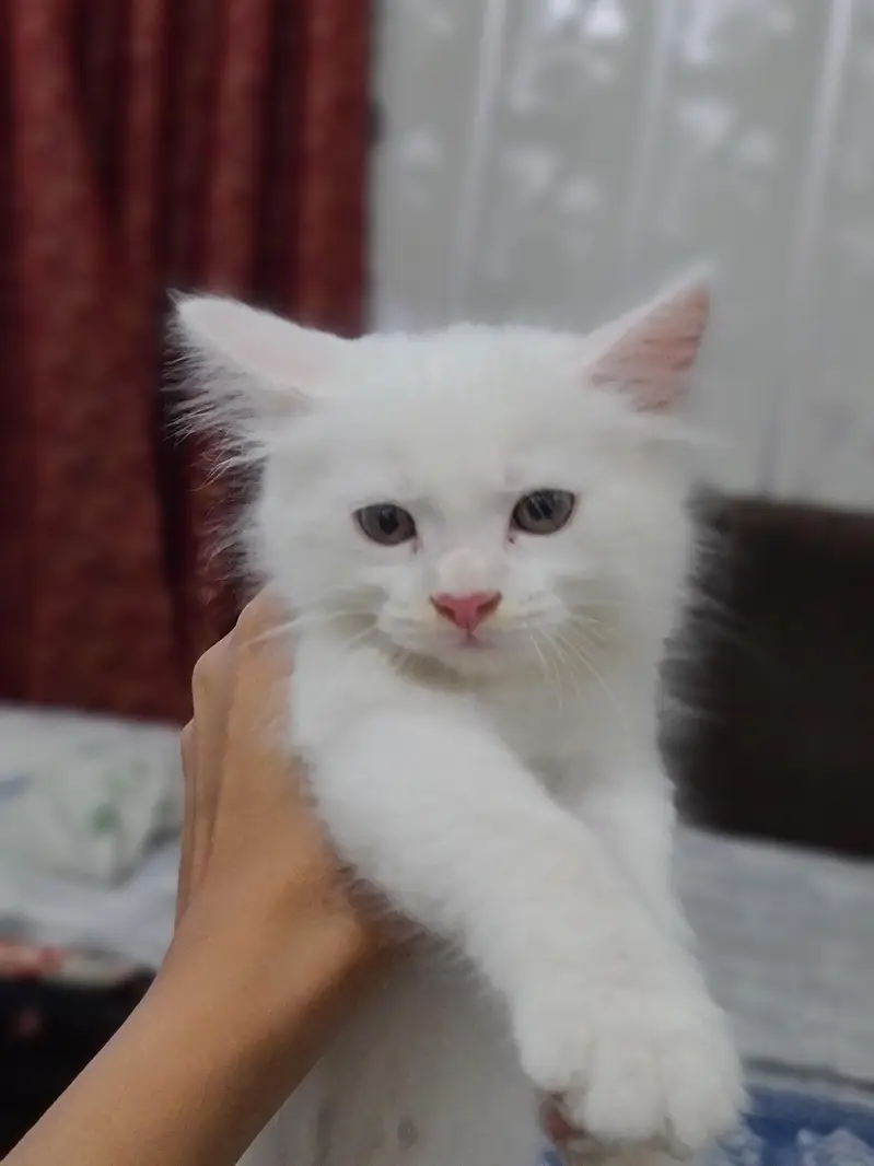 2 month cute kitten — photo 2