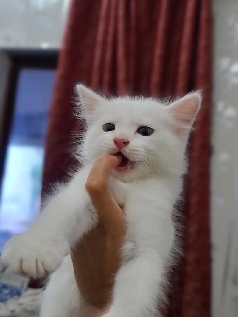 2 month cute kitten — photo 3