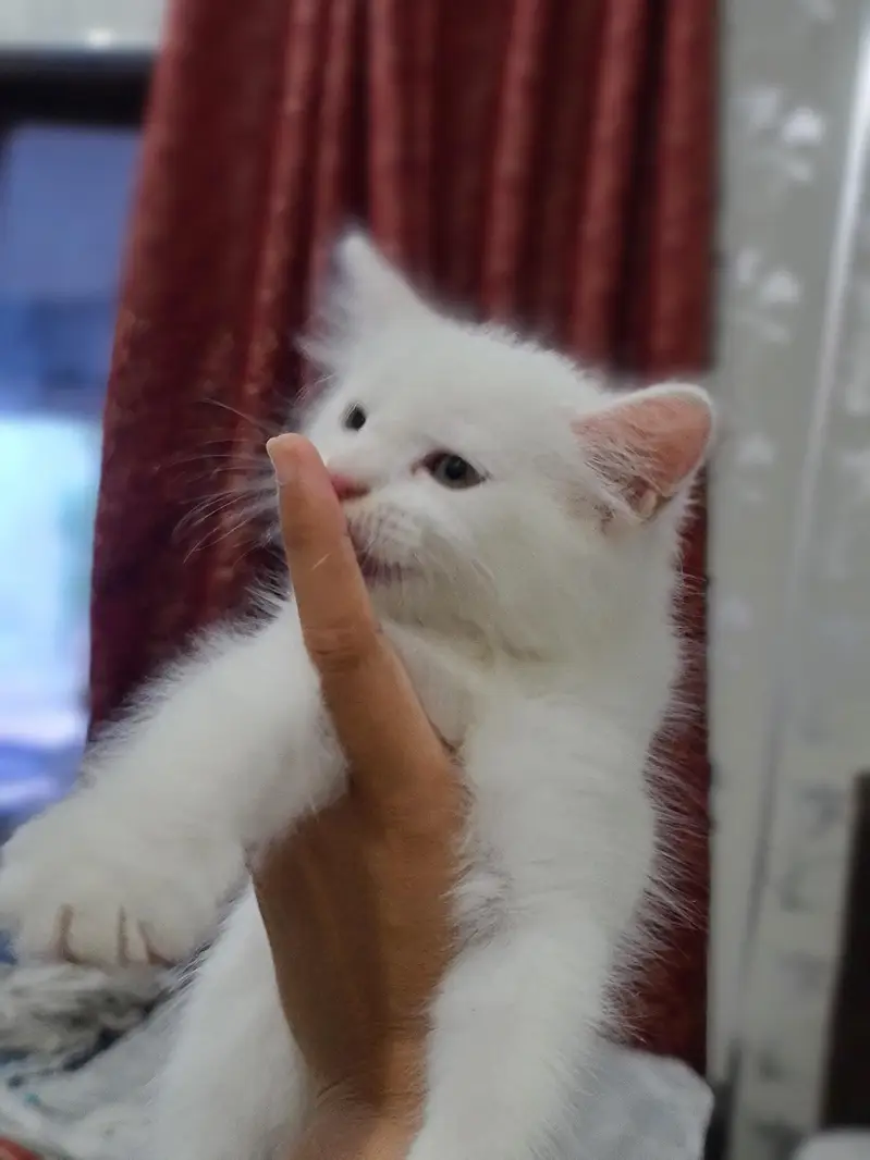 2 month cute kitten — photo 4