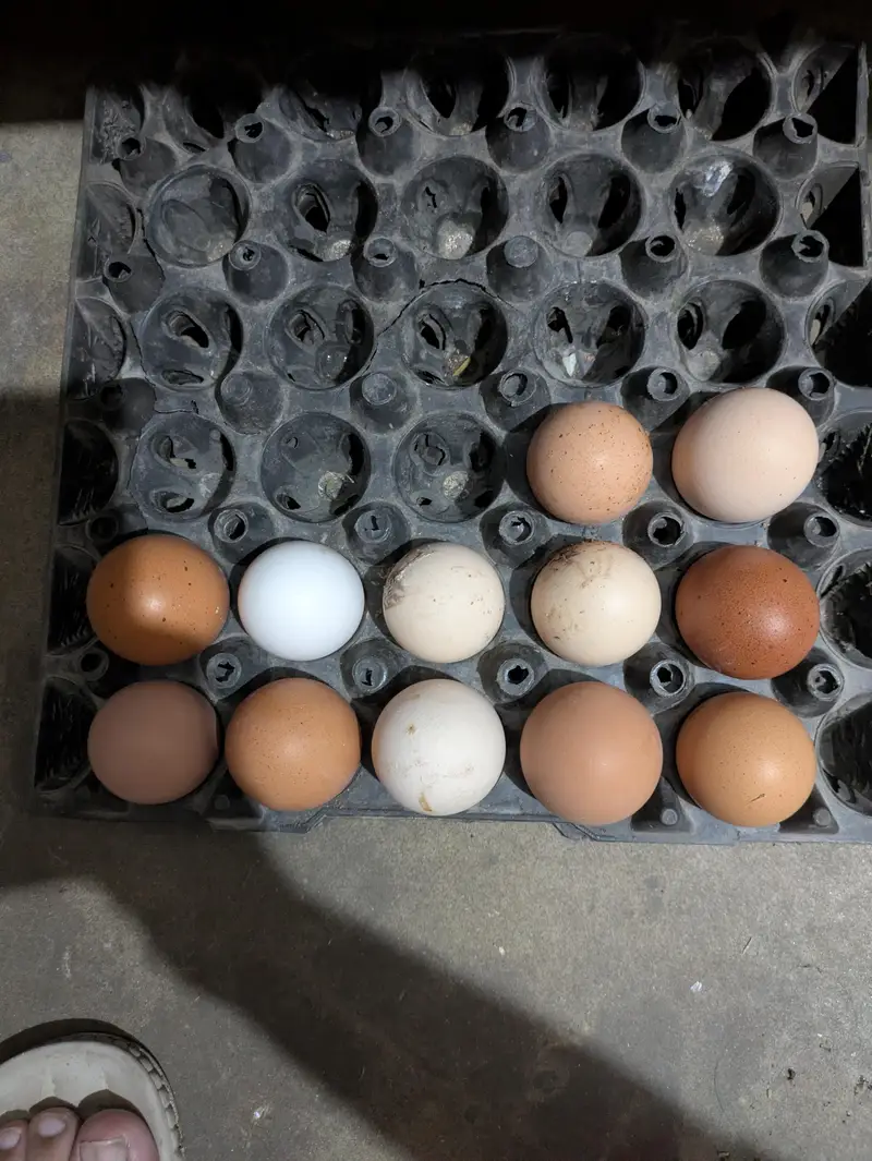 Desi hens (03444608899) — photo 6