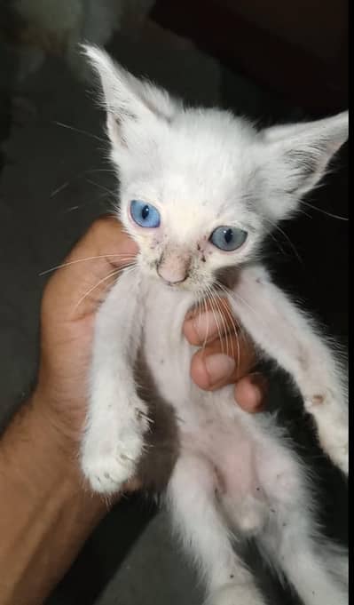 White Male cat Blue eye