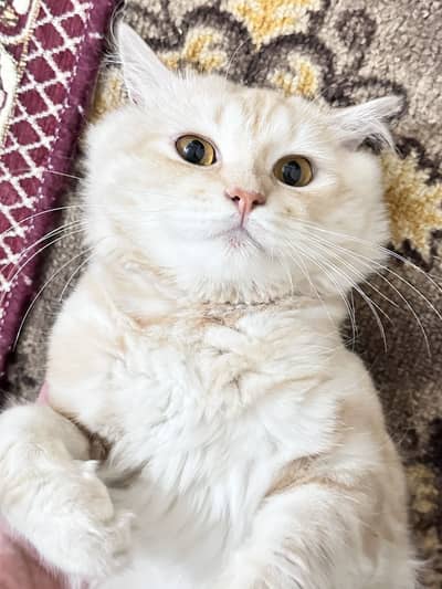 Persian Male Cat. Doll face Cream colour healthy and vaccinated