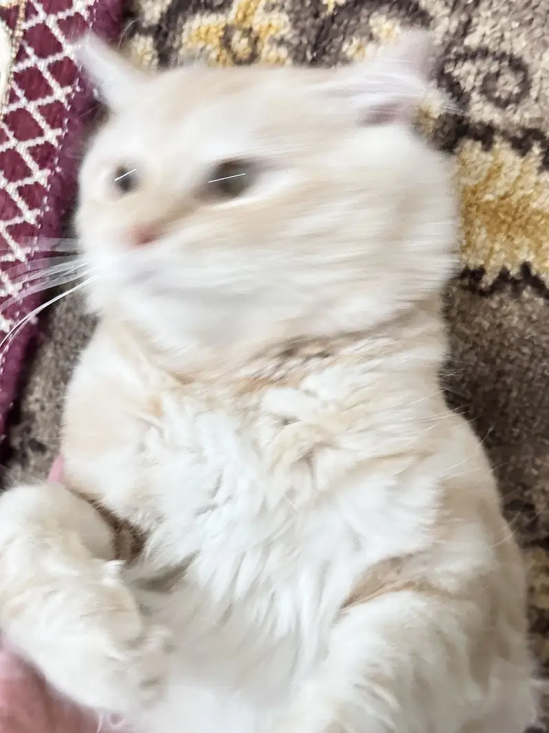 Persian Male Cat. Doll face Cream colour healthy and vaccinated — photo 2