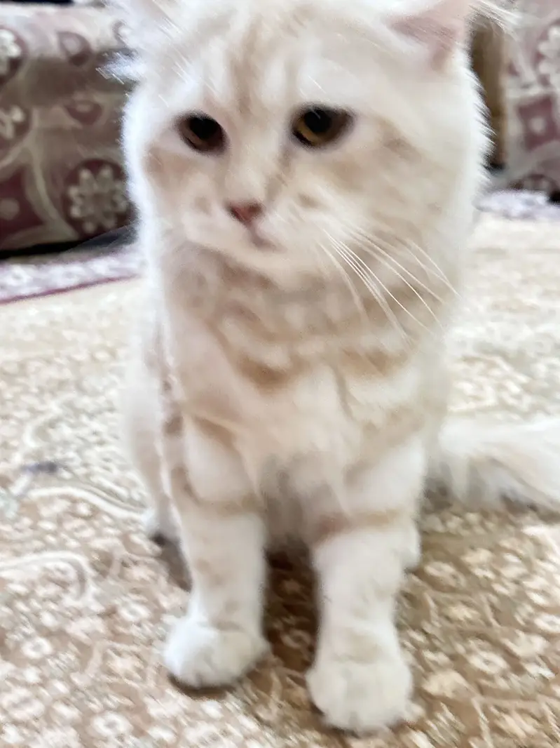 Persian Male Cat. Doll face Cream colour healthy and vaccinated — photo 3