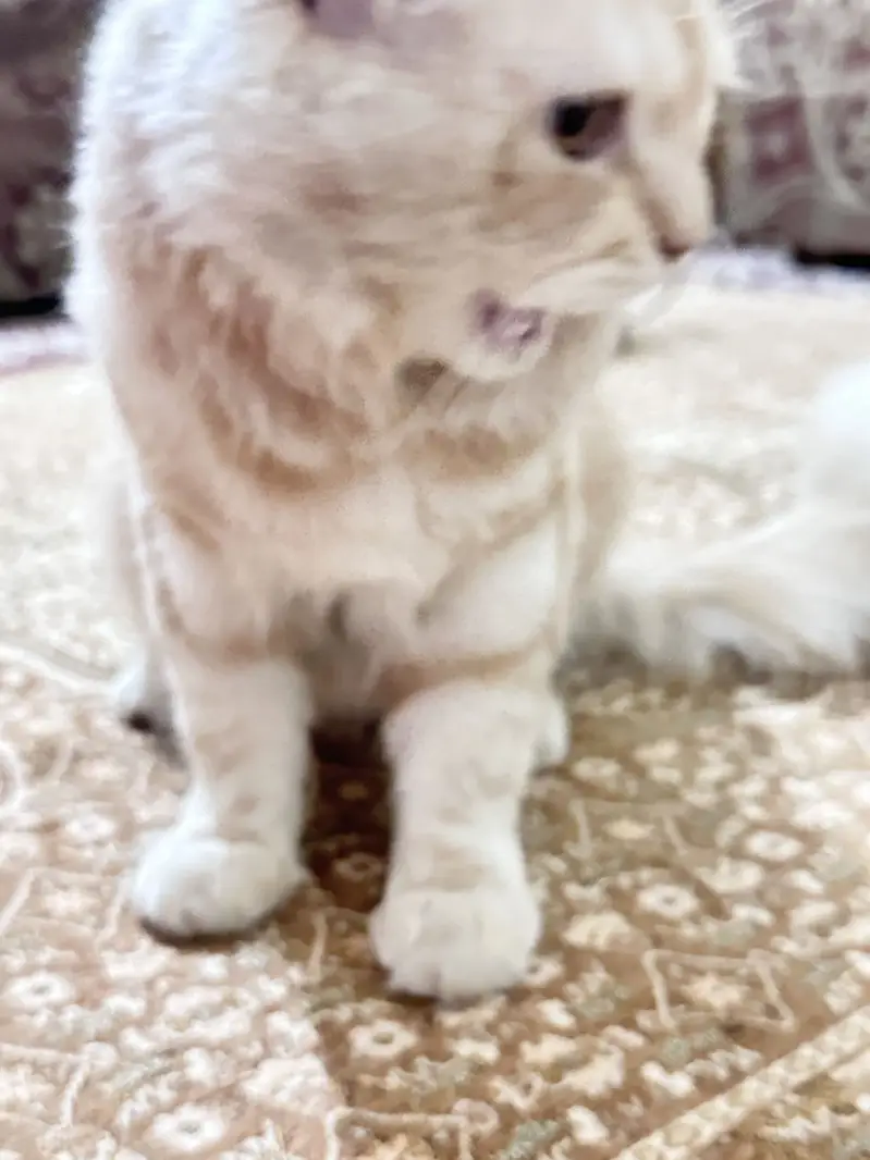 Persian Male Cat. Doll face Cream colour healthy and vaccinated — photo 4