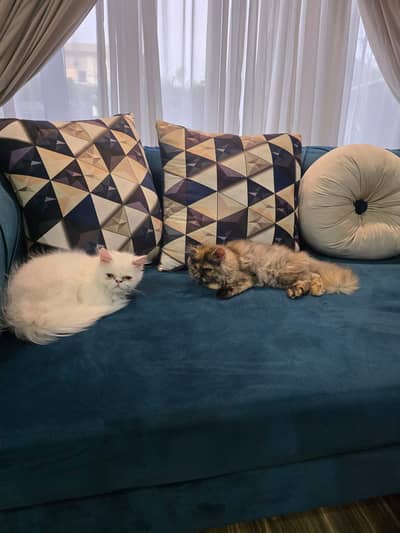 cute piki face persian cats