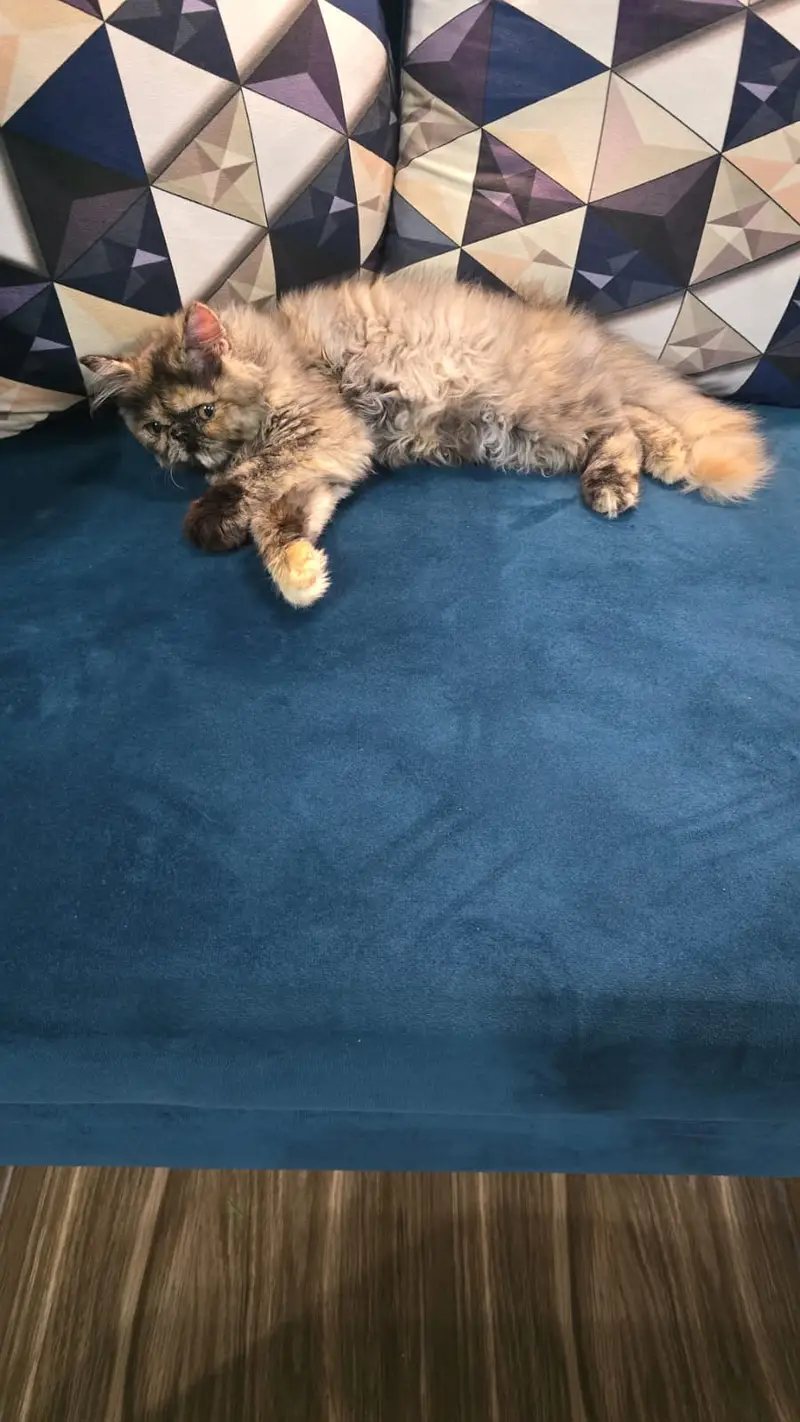 cute piki face persian cats — photo 2