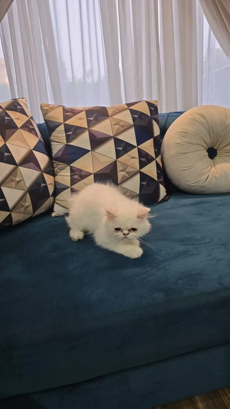 cute piki face persian cats — photo 3