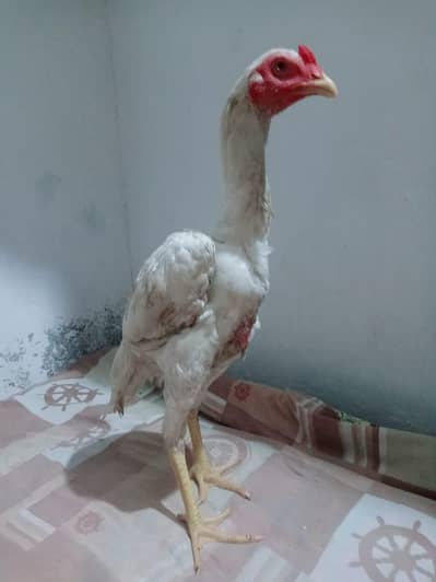 Aseel heera