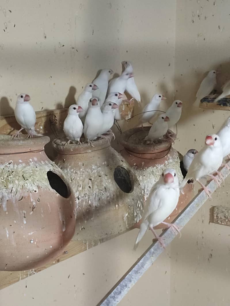 white Java Breeder Pair 0